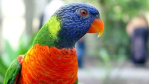 Zoomed In Picture of Parrot