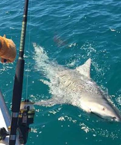 Seaborn Charters Shark Fishing