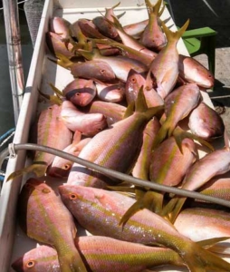 Seaborn Charters Catch Fish