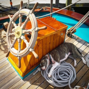 Sleeping dog aboard Hindu Charters