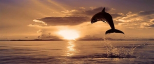 Wild Dolphin Adventures Background Image