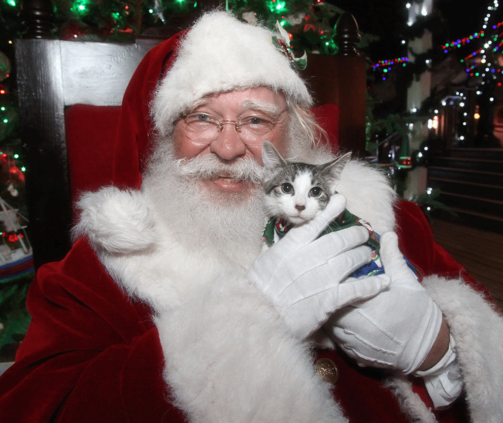 Santa Claus posing by the Christmas tree with a cat in his arms